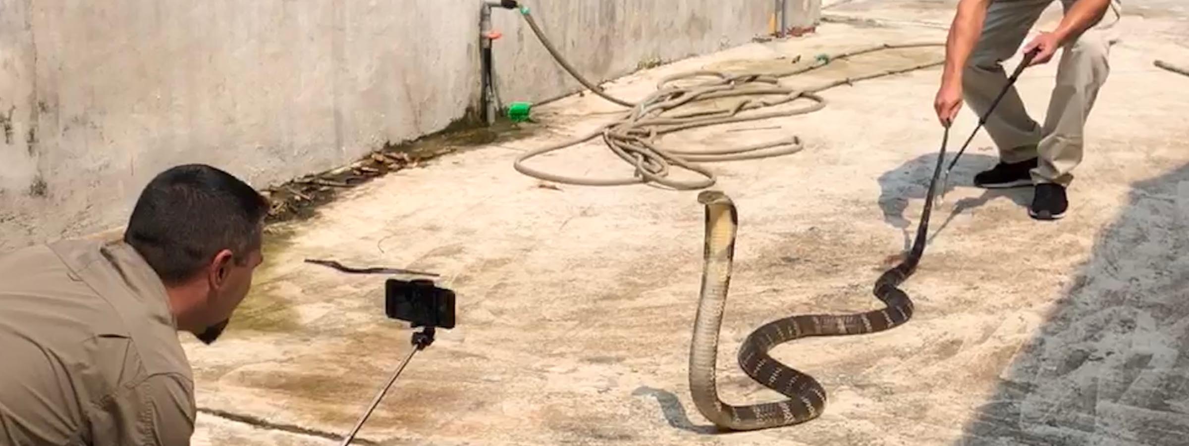 Projet cobras royaux