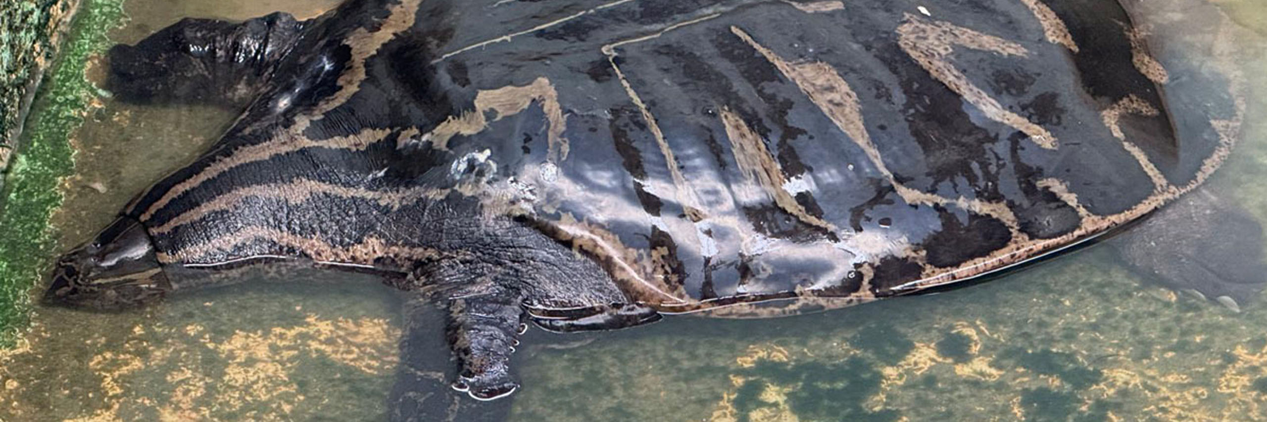 Mission Chitra chitra 2024