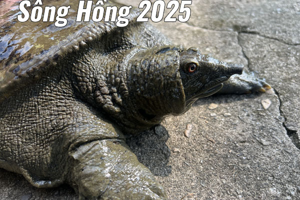 Sông Hồng 2025