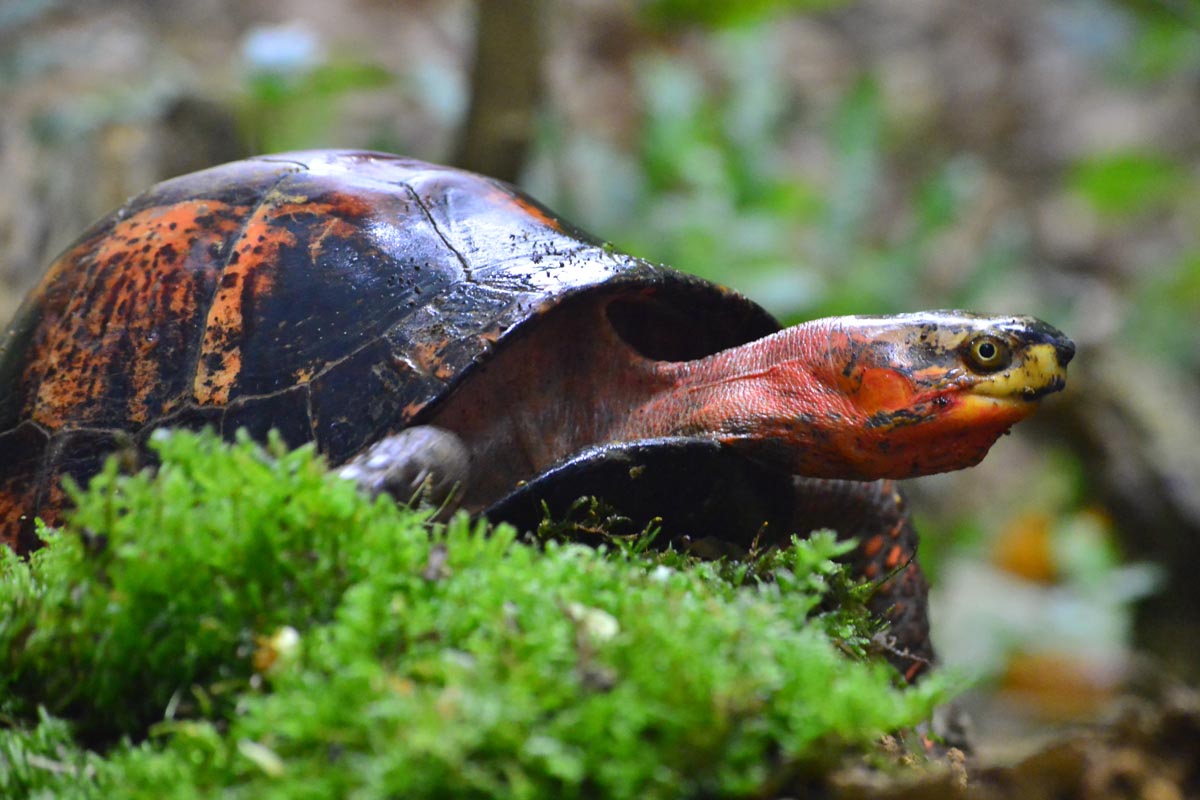 Cuora galbinifrons - Turtle Sanctuary Conservation Center
