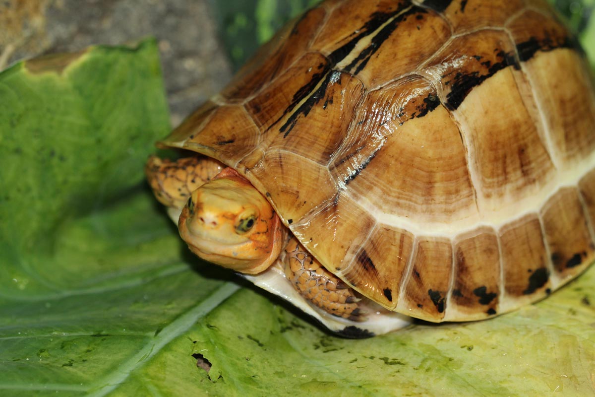 Cuora bourreti - Turtle Sanctuary Conservation Center