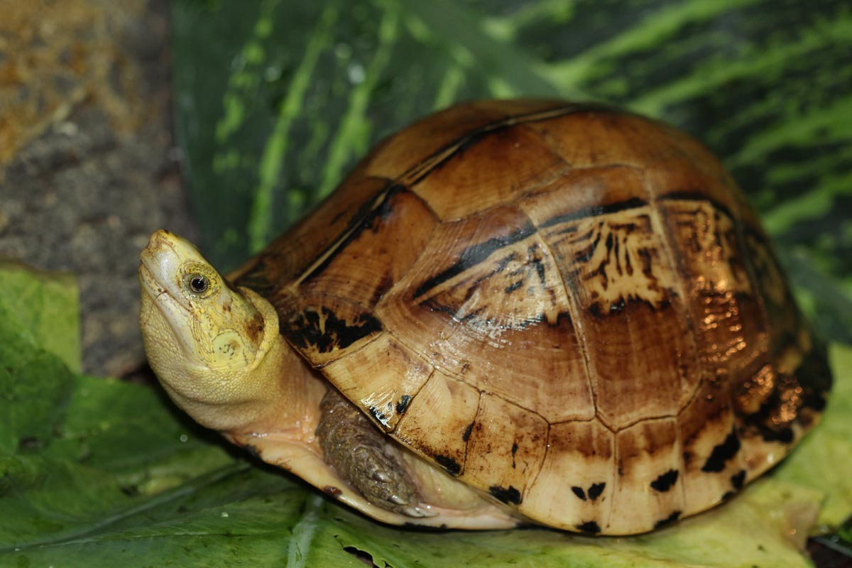 Cuora picturata - Turtle Sanctuary Conservation Center