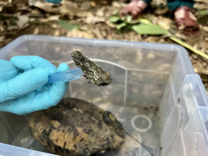 Mission Cuora metabarcoding - Turtle Sanctuary Conservation Center